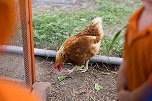 Young student watching a chicken eating food scraps.